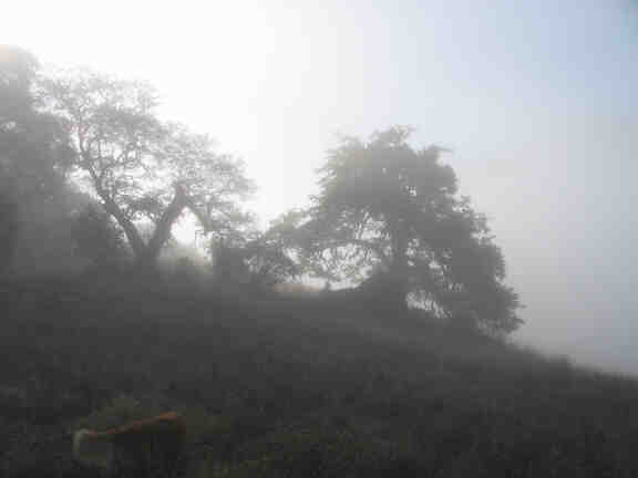 Foggy Oaks